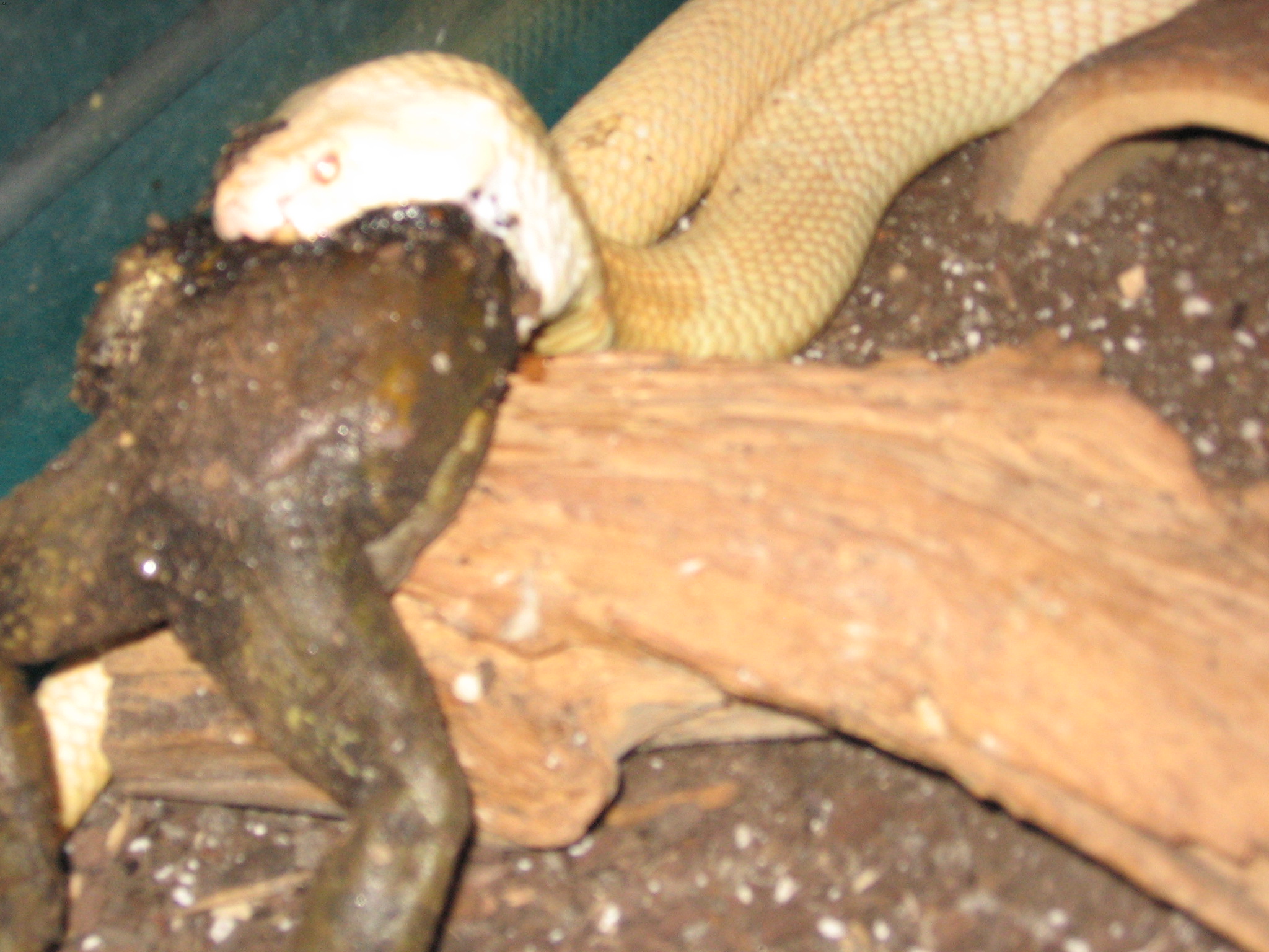 Cobra Eating Bullfrog 008.jpg [710 Kb]